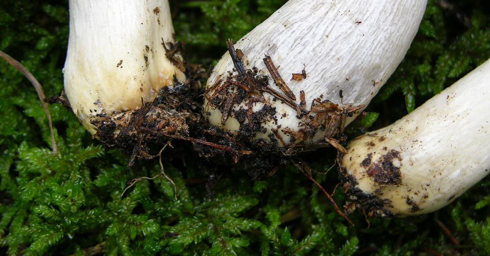 Conferma per Russula ochroleuca.